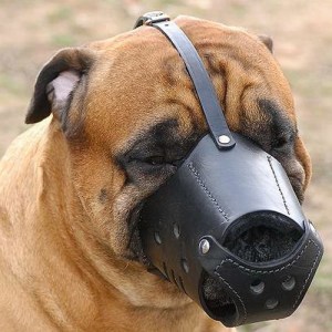 Открытый кожаный намордник для бульмастифа «Trained dog»